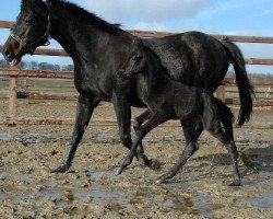 dressage horse United Happiness (Trakehner, 2012, from Shapiro 15)