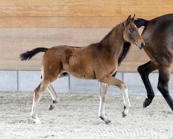 dressage horse St. Petersburg (Oldenburg, 2012, from Sir Donnerhall I)