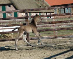 dressage horse Percussion (Trakehner, 2011, from Shapiro 15)