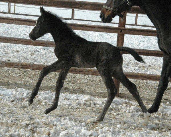 Dressurpferd United States (Trakehner, 2011, von Shapiro 15)