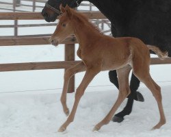 broodmare United Colours xx (Thoroughbred, 2010, from Lauries Crusador xx)