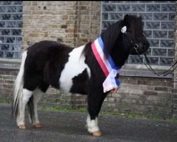 stallion Steinburgs Vidalgo (Shetland Pony, 2008, from Vitus von der Ostsee)