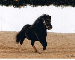 Deckhengst Vico (Shetland Pony, 2006, von Vitus von der Ostsee)