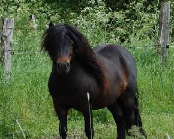 stallion Valjoscha von der Ostsee (Shetland Pony,  , from Vino vom Silbersee)