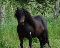 stallion Valjoscha von der Ostsee (Shetland Pony,  , from Vino vom Silbersee)