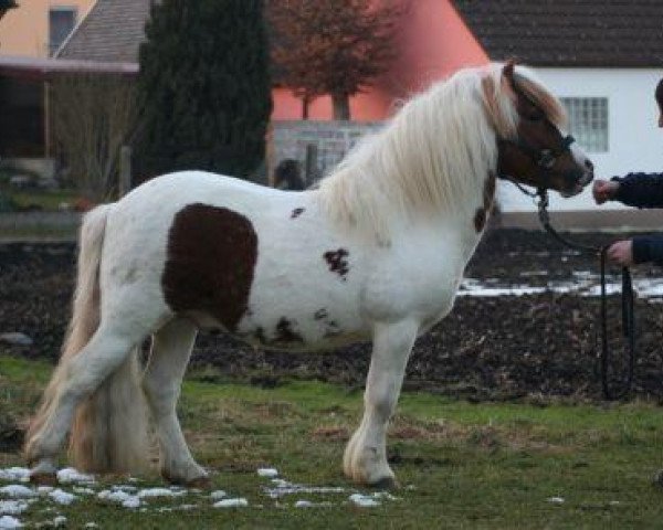 Deckhengst Dajas Oscar (Shetland Pony, 2008, von Obelix v. Hoeve Eelwerd)