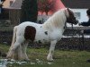 Deckhengst Dajas Oscar (Shetland Pony, 2008, von Obelix v. Hoeve Eelwerd)