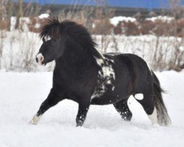 horse Viskan vom Kloster Ihlow (Shetland Pony, 2007, from Vindus von der Ostsee)