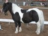 stallion Black Jack (Shetland Pony, 1999, from Brendy)