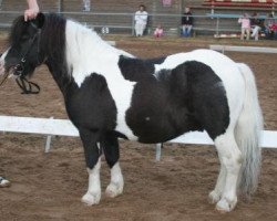 stallion Black Jack (Shetland Pony, 1999, from Brendy)