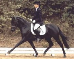 stallion Holsteins Woodstock (German Riding Pony, 1998, from Wimbledon)