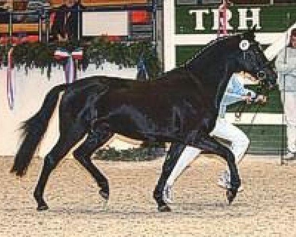 dressage horse Holsteins Wilaro (German Riding Pony, 2002, from Wimbledon)