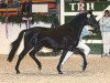 dressage horse Holsteins Wilaro (German Riding Pony, 2002, from Wimbledon)