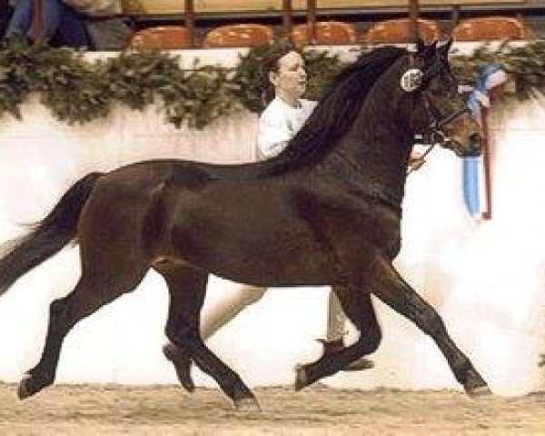 stallion Holsteins Tamino (Welsh-Pony (Section B), 1997, from Mahrdorf Trabant)