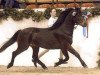 Deckhengst Holsteins Tamino (Welsh Pony (Sek.B), 1997, von Mahrdorf Trabant)