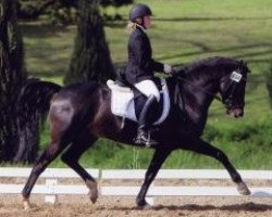 dressage horse Holsteins Number One (German Riding Pony, 2003, from Holsteins Newcomer)