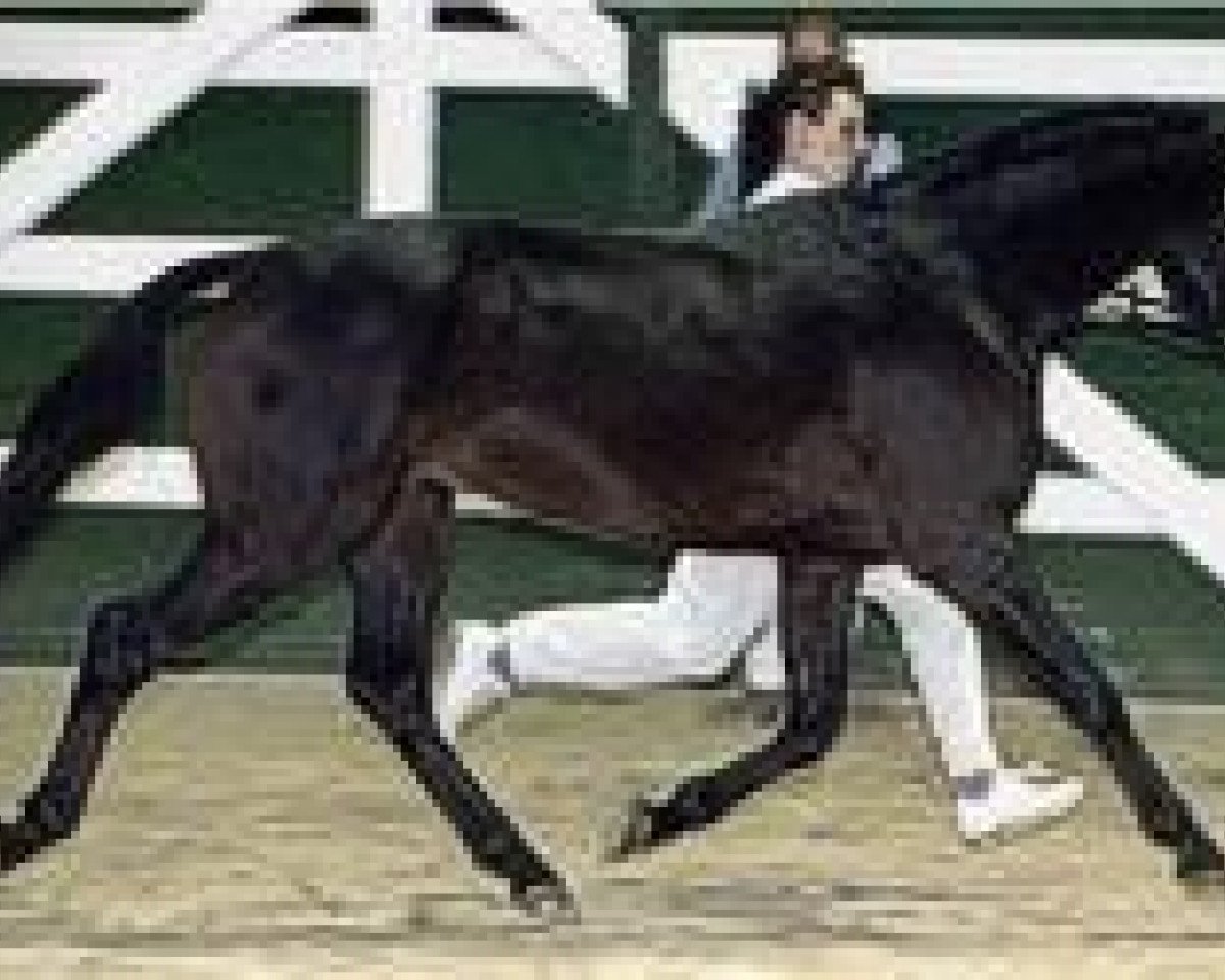 stallion Holsteins Newcomer (German Riding Pony, 1999, from Nantario)