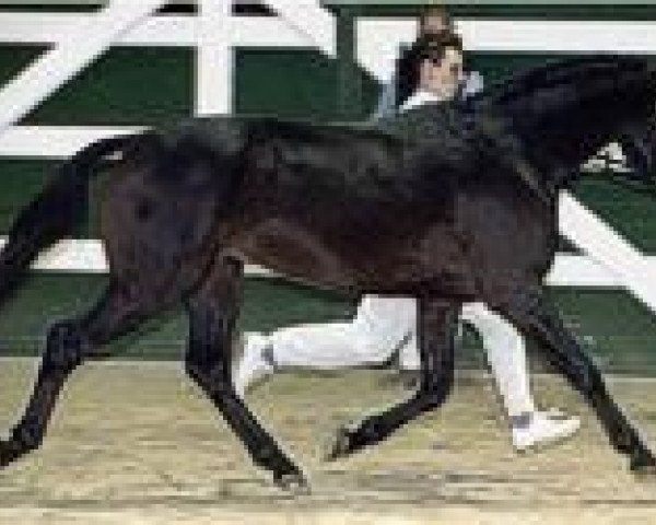 stallion Holsteins Newcomer (German Riding Pony, 1999, from Nantario)