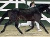 stallion Holsteins Newcomer (German Riding Pony, 1999, from Nantario)