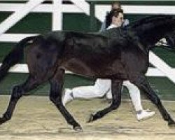 Deckhengst Holsteins Newcomer (Deutsches Reitpony, 1999, von Nantario)