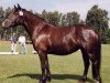 broodmare Holsteins Simbabwe (Welsh-Cob (Sek. D), 1995, from Coxwold Dafydd)