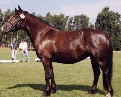 broodmare Holsteins Simbabwe (Welsh-Cob (Sek. D), 1995, from Coxwold Dafydd)