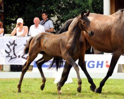 jumper Arensa (Trakehner, 2013, from Saint Cyr)