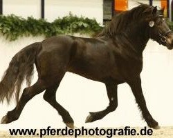 Deckhengst Holsteins Timberland (Welsh-Cob (Sek. D), 2008, von Finkos Tywysog)