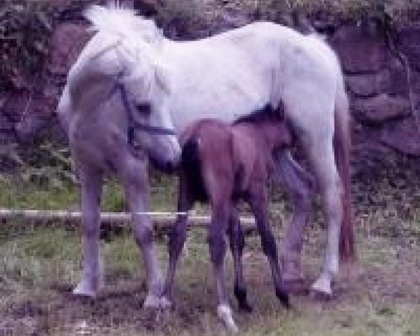 Zuchtstute Olympia (Deutsches Reitpony, 1980, von Patrick)