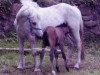 broodmare Olympia (German Riding Pony, 1980, from Patrick)