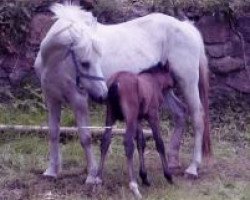 broodmare Olympia (German Riding Pony, 1980, from Patrick)