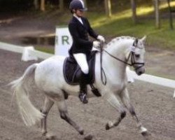 dressage horse Holsteins Nepomuk (German Riding Pony, 2004, from Holsteins Nightlight)