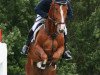 jumper Le Charmeur R (Hanoverian, 2004, from Le Primeur)