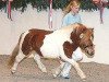 stallion Holsteins Häuptling (Shetland Pony, 2001, from Heros van Heeselt)