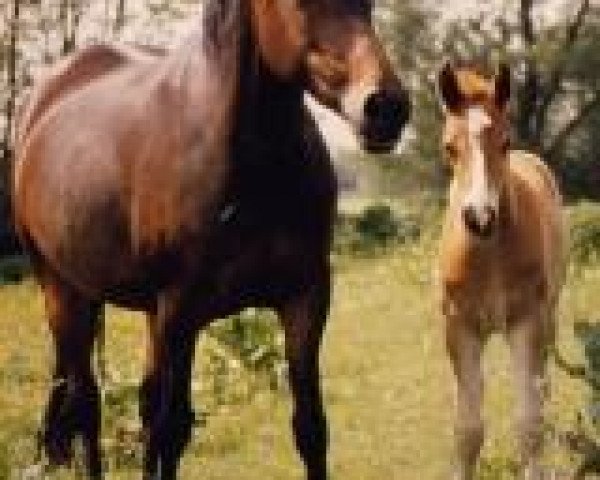 broodmare Mia (German Riding Pony, 1986, from Donauwind)