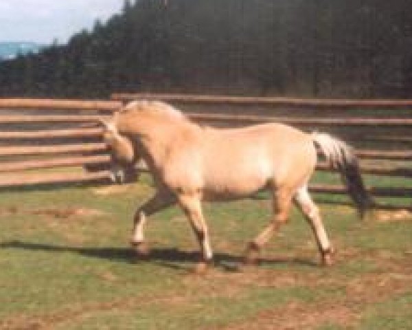 stallion A2Z Thorson (Fjord Horse, 1997, from A2Z Thor)