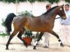 Springpferd Holsteins Whisper (Deutsches Reitpony, 2006, von Holsteins Wellness)