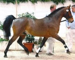 Springpferd Holsteins Whisper (Deutsches Reitpony, 2006, von Holsteins Wellness)