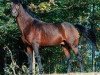 dressage horse Nantario (German Riding Pony, 1982, from Nantano)