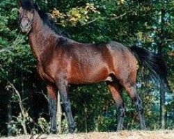 horse Nantario (German Riding Pony, 1982, from Nantano)