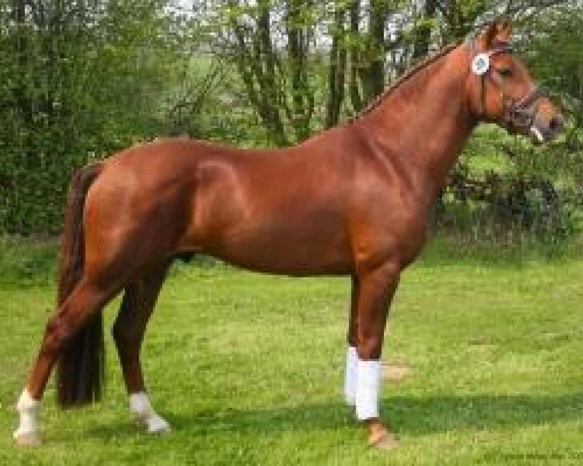 stallion Holsteins Wellness (German Riding Pony, 2002, from Wimbledon)