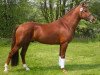 stallion Holsteins Wellness (German Riding Pony, 2002, from Wimbledon)