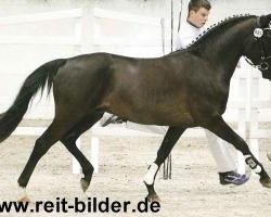 dressage horse Holsteins Wellenbrecher (German Riding Pony, 2008, from Holsteins Wellness)