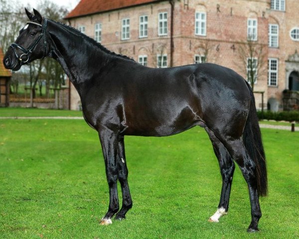 stallion Shapiro 15 (Trakehner, 2007, from In Petto)
