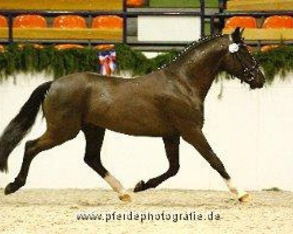 stallion Holsteins Hurrican (German Riding Pony, 2009, from Holsteins Herold)