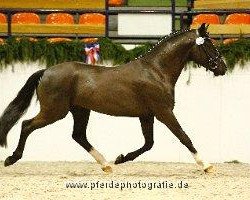 Deckhengst Holsteins Hurrican (Deutsches Reitpony, 2009, von Holsteins Herold)