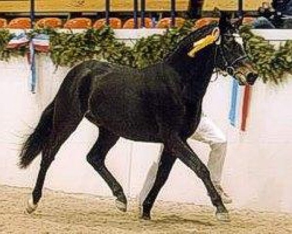 Dressurpferd Holsteins Harlekin (Deutsches Reitpony, 2000, von Hattrick)