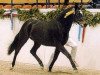 stallion Holsteins Harlekin (German Riding Pony, 2000, from Hattrick)