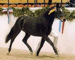 Deckhengst Holsteins Harlekin (Deutsches Reitpony, 2000, von Hattrick)