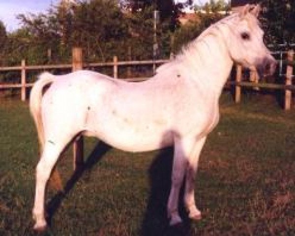 Zuchtstute Odette (Welsh Pony (Sek.B), 1967, von Gredington Mynedydd)